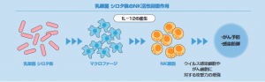 NK細胞のメカニズム